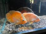 Aquarium 600L te koop, Dieren en Toebehoren, Vis, Zoetwatervis