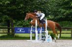 Fijn springpaard, Dieren en Toebehoren, Paarden, L, Springpaard