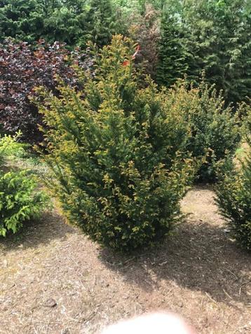 TAXUS PLANTEN beschikbaar voor biedingen