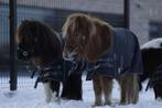 Shetlanders te koop/lease/verzorgpony’s, Dieren en Toebehoren, Pony's, Ruin, Gechipt