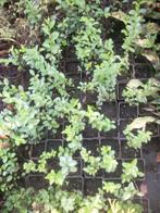 Euonymus 'Harlequin' en andere, Tuin en Terras, Planten | Tuinplanten, Ophalen, Vaste plant, Overige soorten, Volle zon