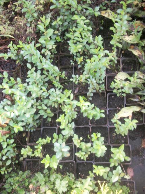 Euonymus 'Harlequin' en andere, Tuin en Terras, Planten | Tuinplanten, Vaste plant, Overige soorten, Volle zon, Ophalen