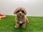 Cavapoo pups
