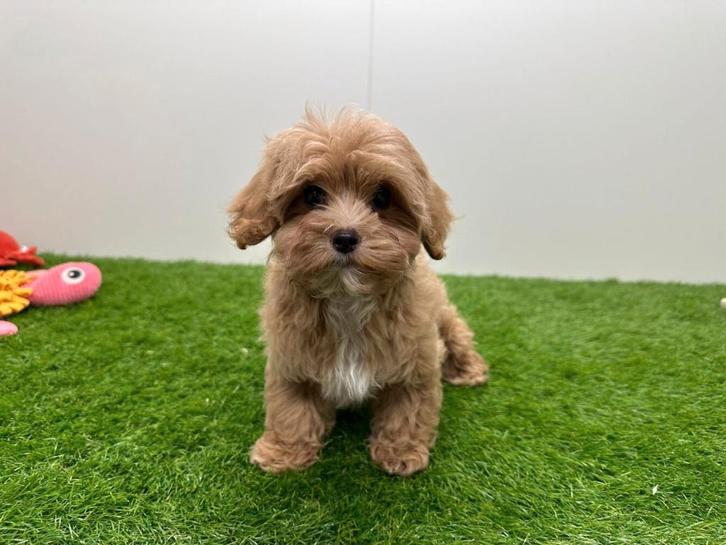 Cavapoo pups, Dieren en Toebehoren, Honden | Niet-rashonden, Meerdere dieren, Fokker | Professioneel, Meerdere, België, 8 tot 15 weken
