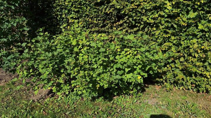 Mooie, grote rode bessenstruik, Tuin en Terras, Planten | Struiken en Hagen, Ophalen