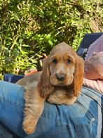 engelse cockerpups van 1-4-25, Dieren en Toebehoren, Honden | Retrievers, Spaniëls en Waterhonden, België, CDV (hondenziekte)