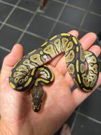 1.0 bongo yellowbelly het puzzle, Dieren en Toebehoren, Slang, 0 tot 2 jaar