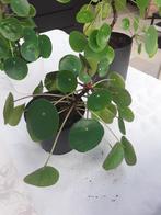 Pilea peperomiodes/plante à crêpes plus grande, Maison & Meubles, Enlèvement