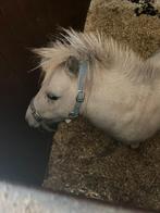 Pony te koop, Dieren en Toebehoren, Knaagdieren