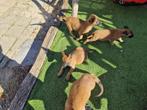 Mechelse Herder Puppy's, Dieren en Toebehoren, Honden | Herdershonden en Veedrijvers, België, Fokker | Hobbymatig, 8 tot 15 weken