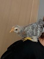 Cream legbar haan, Dieren en Toebehoren, Pluimvee, Mannelijk, Kip