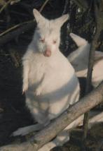 Wit kangeroe man, Dieren en Toebehoren, April, Mannelijk