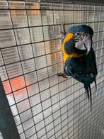 Blauwkeel ara en geelvleugel ara, Dieren en Toebehoren, Meerdere dieren, Papegaai