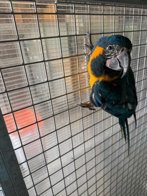 Blauwkeel ara en geelvleugel ara, Dieren en Toebehoren, Vogels | Parkieten en Papegaaien, Papegaai, Meerdere dieren
