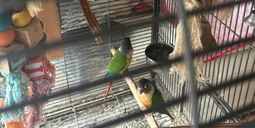 Deux cornures avec cage jouets nourriture beschikbaar voor biedingen