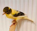 Raza Espanyol kanaries / Spaanse dwergkanarie, Dieren en Toebehoren, Vogels | Kanaries, Meerdere dieren, Postuurkanarie