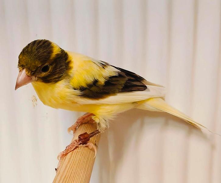 Raza Espanyol kanaries / Spaanse dwergkanarie, Dieren en Toebehoren, Vogels | Kanaries, Postuurkanarie, Meerdere dieren