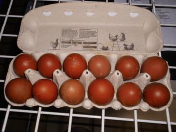 broedeieren marans kippen, Dieren en Toebehoren, Pluimvee