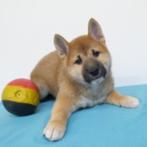 Shiba Inu - Chiots belges à vendre, Commerçant, Autres races, 8 à 15 semaines, Plusieurs