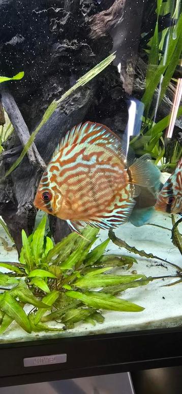 Discus turquoise brilliant 8cm beschikbaar voor biedingen