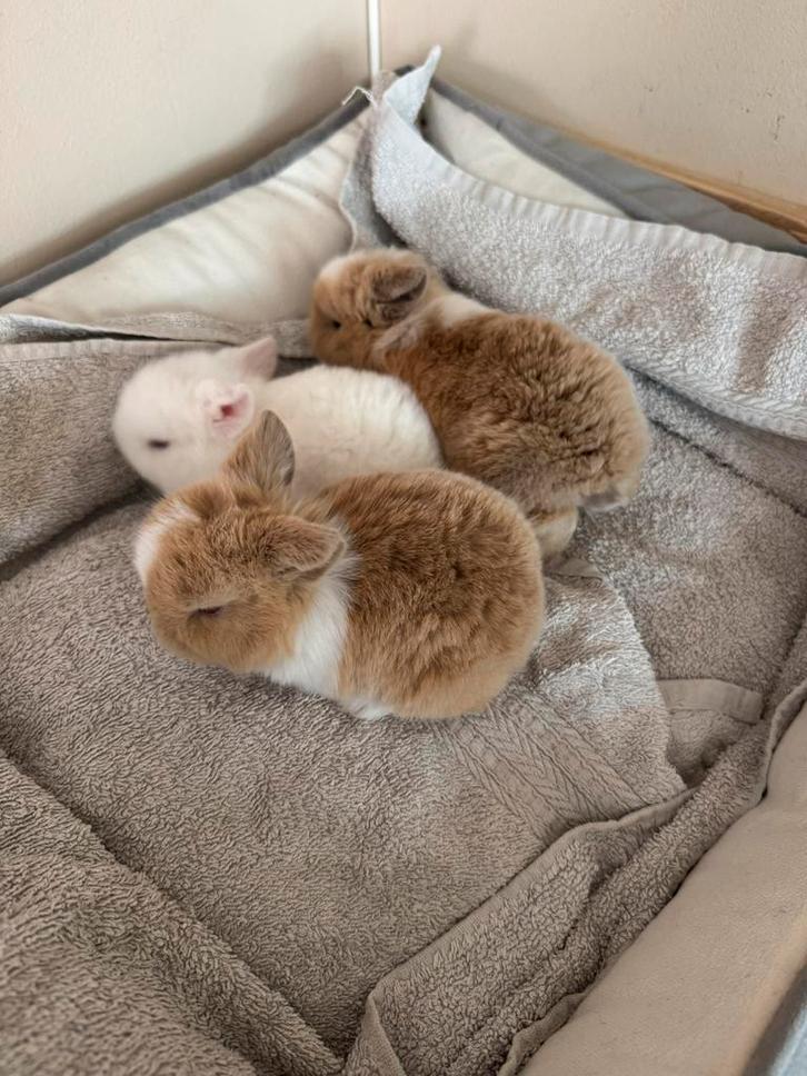 Baby minilopjes (te reserveren), Animaux & Accessoires, Lapins, Petit, Sexe inconnu, 0 à 2 ans, Oreilles tombantes