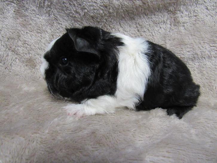 Langharig zeugje, Dieren en Toebehoren, Knaagdieren, Vrouwelijk, Cavia, Februari