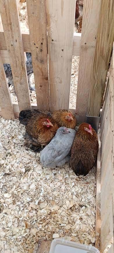 VOLAILLE BART Cochin bantam plusieurs couleurs 0499/082381, Femelle, Poule ou poulet