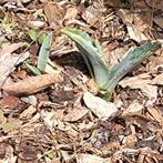 Scheut van agave cactus, Ophalen