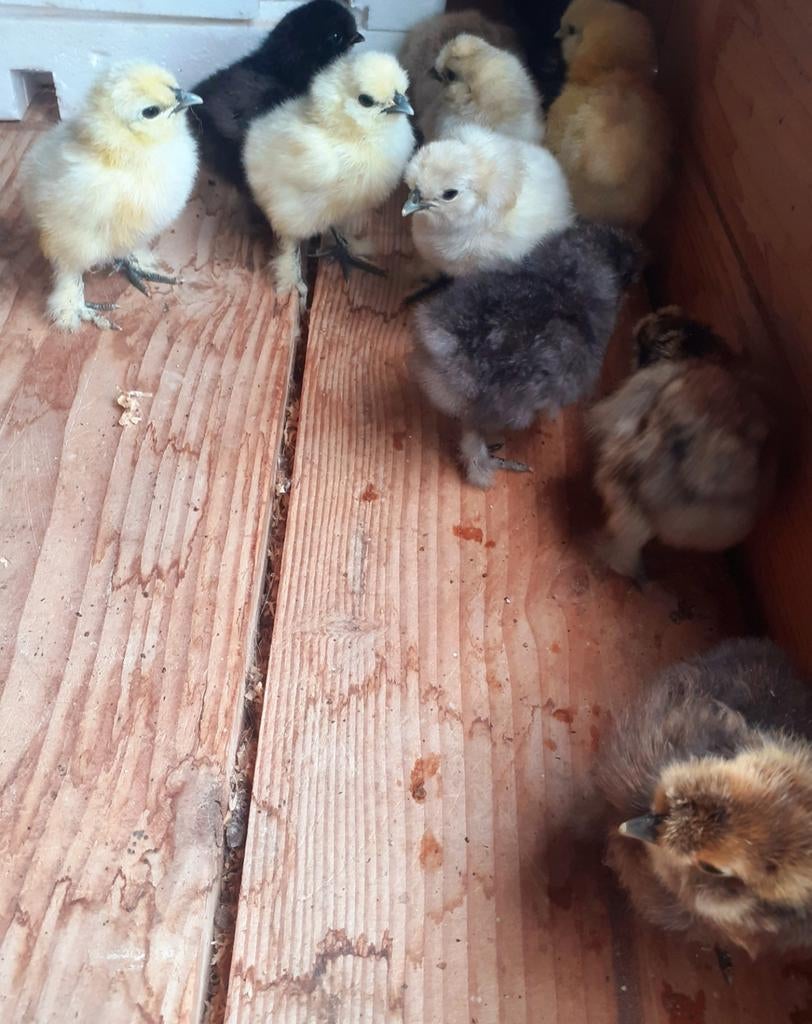 Zijdehoen kuikens, Dieren en Toebehoren, Pluimvee