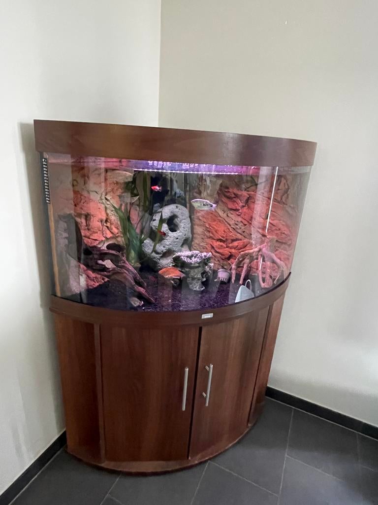 Juwel trigon 350L, Dieren en Toebehoren, Vissen | Aquaria en Toebehoren, Ophalen, Inclusief vissen, Juwel, Gevuld zoetwateraquarium