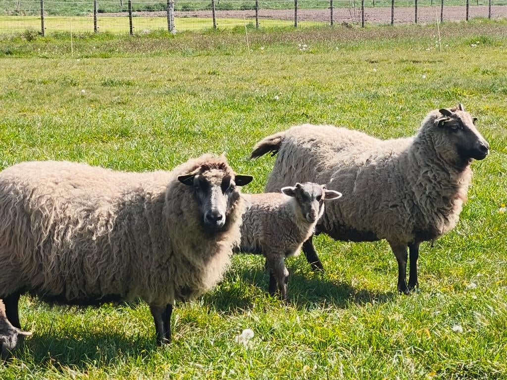 Shetland lammeren, Dieren en Toebehoren, Schapen, Geiten en Varkens