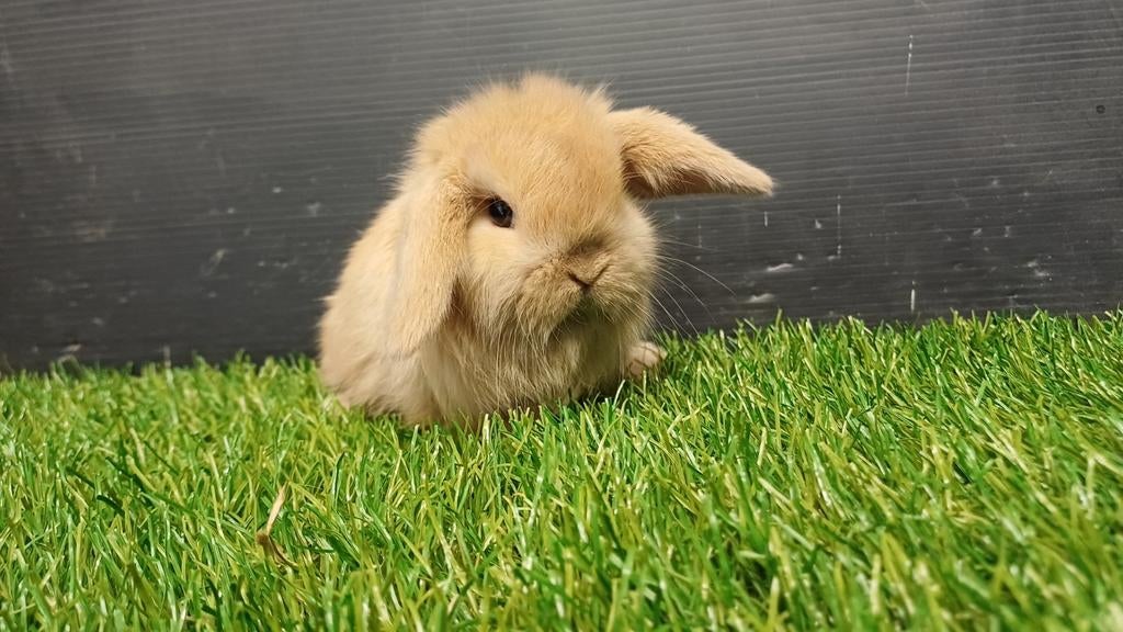 Raszuivere handtamme mannelijke minilop konijnen jongen, Dieren en Toebehoren, Konijnen, Dwerg, Mannelijk, 0 tot 2 jaar, Hangoor