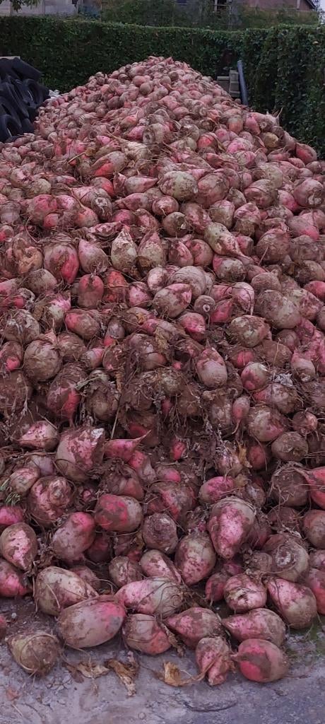 Voederbieten, Articles professionnels, Agriculture | Aliments pour bétail, Enlèvement ou Envoi