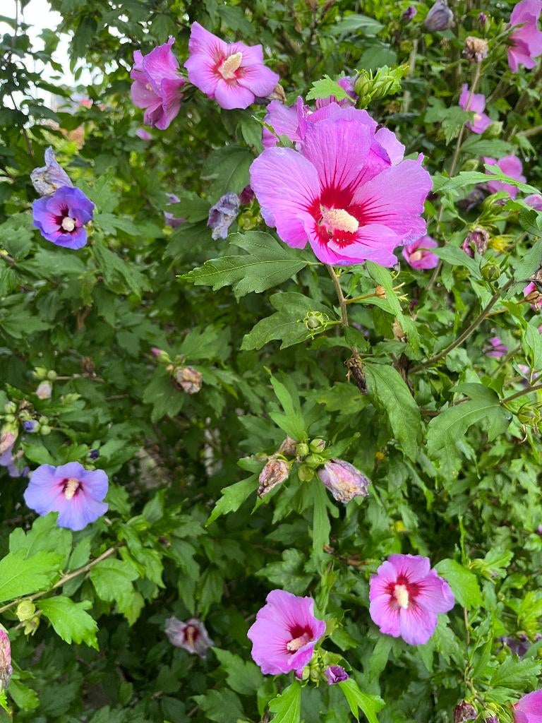 Plantes vivaces : hibiscus, lilas, sauge, tagètes, Jardin & Terrasse, Plantes | Jardin, Enlèvement