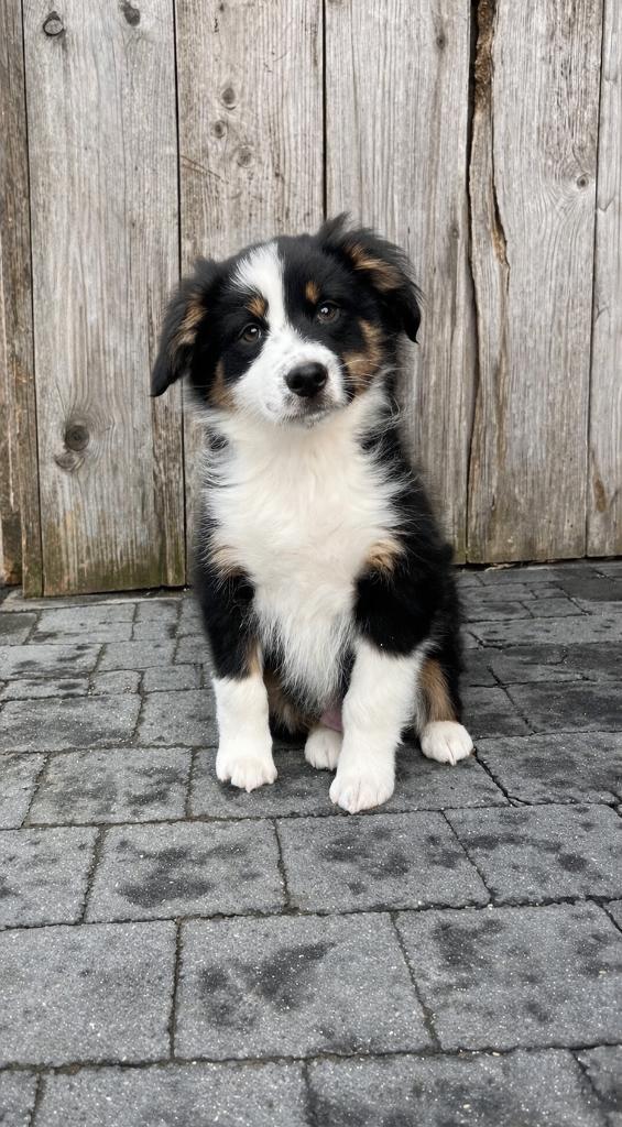 Beaux chiots bergers australiens, Animaux & Accessoires, Chiens | Bergers & Bouviers, Chien (mâle), Berger, Éleveur | Professionnel