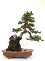Chinese jeneverbes bonsai - Juniperus chinensis, Tuin en Terras, Bloeit niet, Minder dan 100 cm, Volle zon, In pot