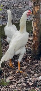 trio  wit jong superkwaliteit O Shamo, Dieren en Toebehoren, Pluimvee