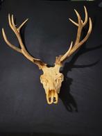 tete de cerf bois de cerf ramure 13 cors, Enlèvement, Utilisé, Cerf, Bois ou Tête