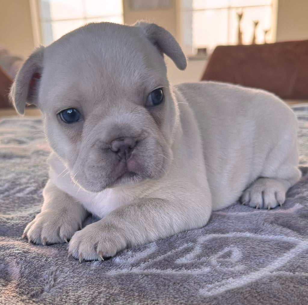 Isabella platinum frans bulldog teefje huiselijk opgevoed, België, Fokker | Hobbymatig, 8 tot 15 weken, Teef