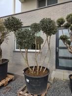 Olijfboom Olea Europaea ponpon, Tuin en Terras, Ophalen, Olijfboom