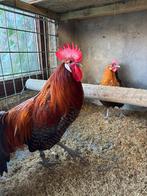 Goudbrakel duo, Dieren en Toebehoren