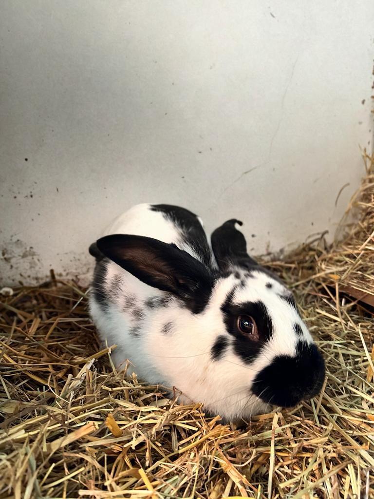 Vlinder konijn ram, Dieren en Toebehoren, Konijnen