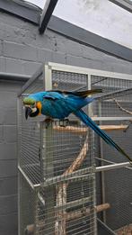 Ara ararauna mâle, Mâle, Perroquet, Parleur