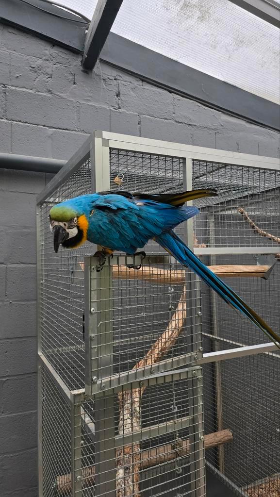 Ara ararauna mâle, Animaux & Accessoires, Oiseaux | Perruches & Perroquets, Perroquet, Mâle, Parleur, Domestique, Bagué