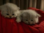 Britse langharige kittens, Plusieurs animaux, Avec puce électronique, 0 à 2 ans