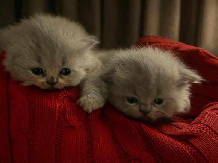 Britse langharige kittens, Animaux & Accessoires, Chats & Chatons | Chats de race | Poil long, Plusieurs animaux, 0 à 2 ans, Avec puce électronique