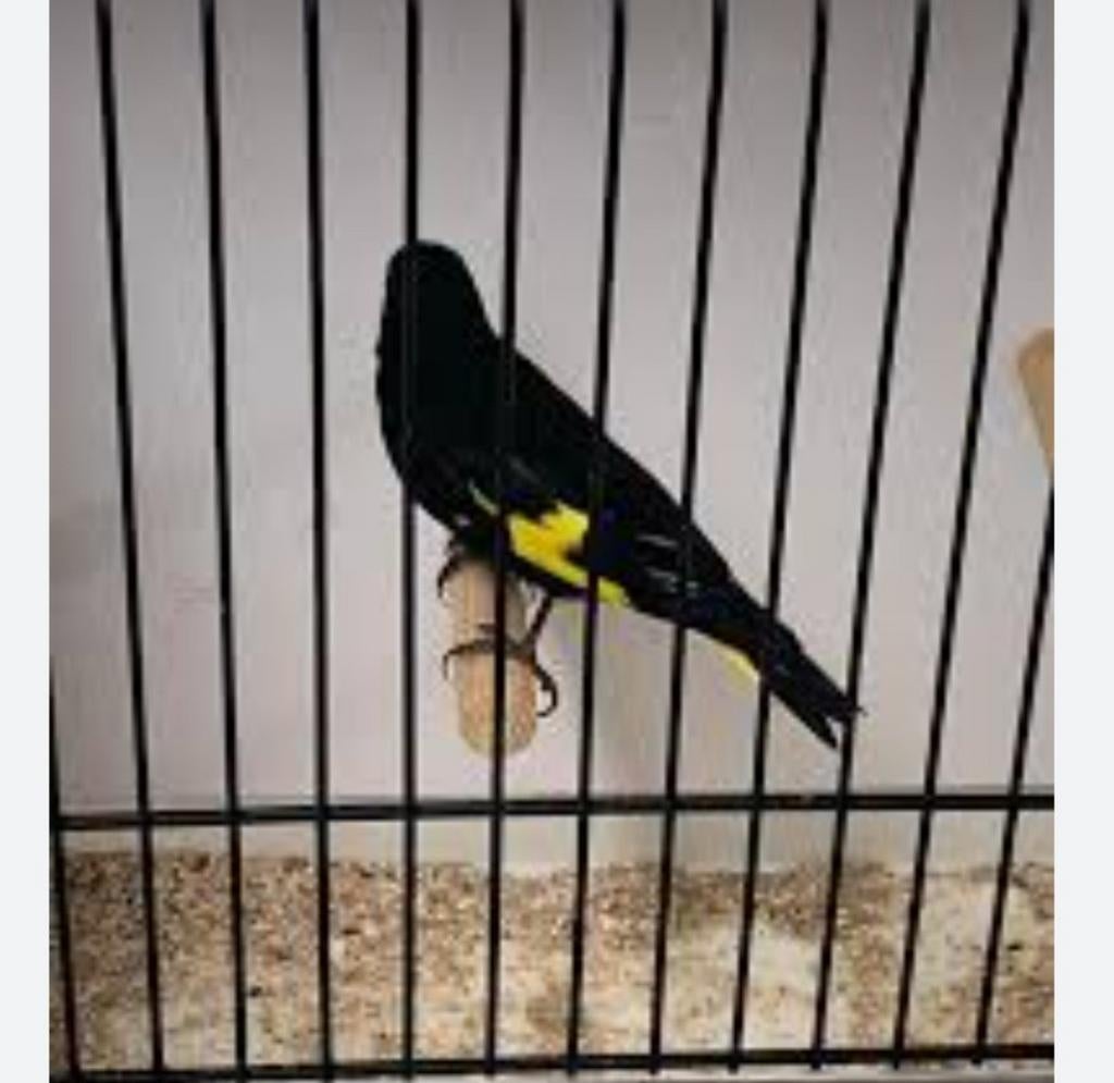 Tarin noir de Bolivie 2025+ADN super santé ,chanteur, Animaux & Accessoires, Oiseaux | Oiseaux Autre, Mâle, Oiseau chanteur sauvage