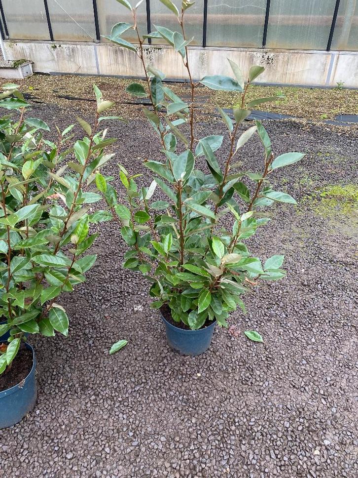 Olijfwilg  ( Elaeagnus Ebbingei ), Tuin en Terras, Planten | Struiken en Hagen, Struik, Ophalen