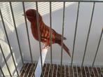 Bruinrood intensieve man split pheao 2024, Dieren en Toebehoren, Vogels | Kanaries, Mannelijk, Kleurkanarie