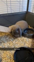 Lapin nain belier 3mois, Enlèvement